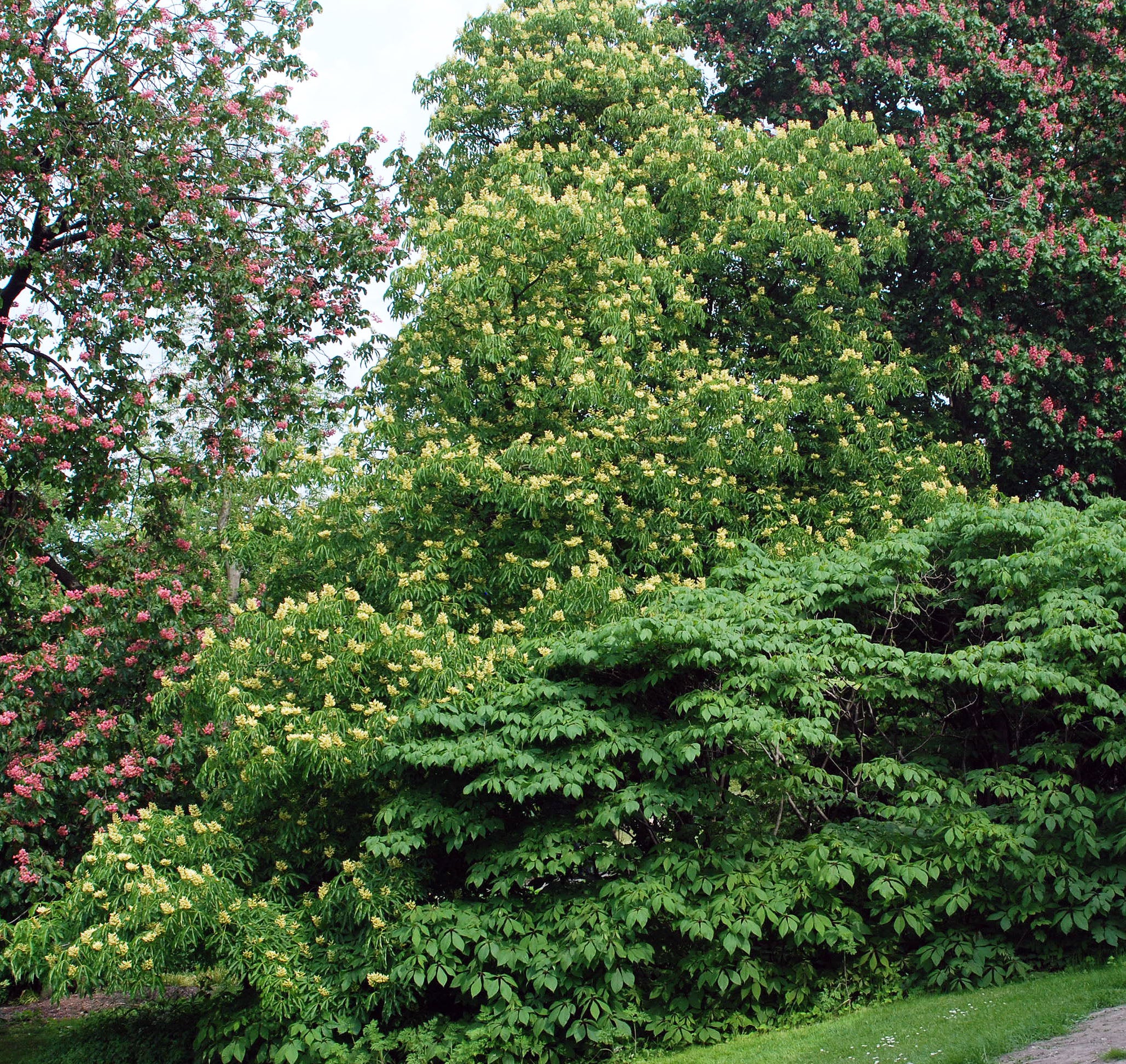 Yellow Buckeye (Aesculus flava)