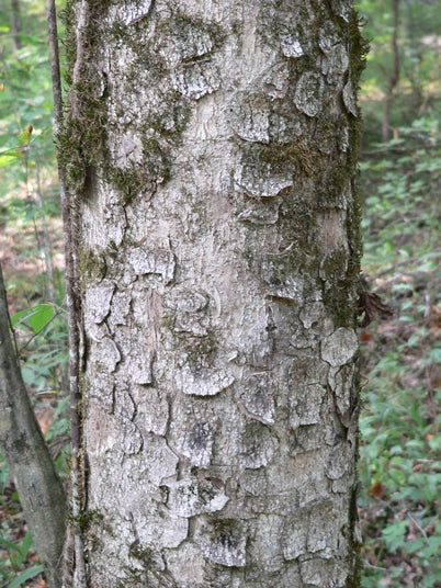 Yellow Buckeye (Aesculus flava)