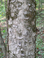Load image into Gallery viewer, Yellow Buckeye (Aesculus flava)
