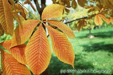 Yellow Buckeye (Aesculus flava)