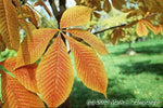 Load image into Gallery viewer, Yellow Buckeye (Aesculus flava)
