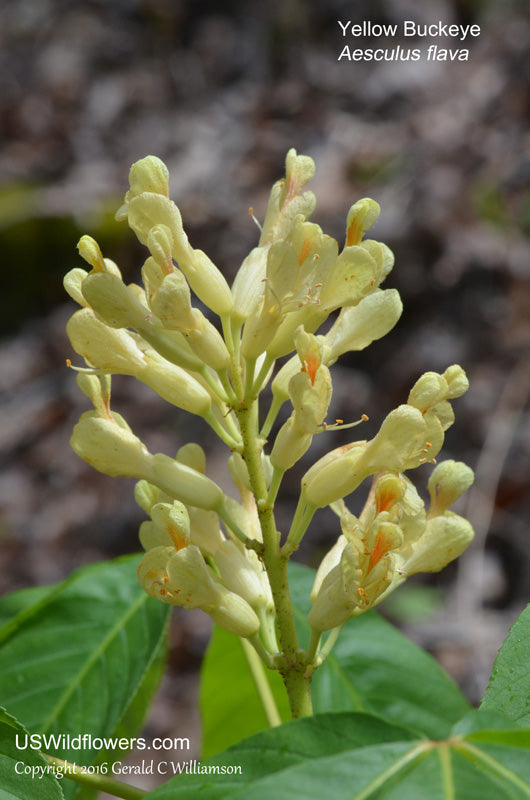 Yellow Buckeye (Aesculus flava)
