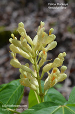 Load image into Gallery viewer, Yellow Buckeye (Aesculus flava)
