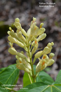 Yellow Buckeye (Aesculus flava)
