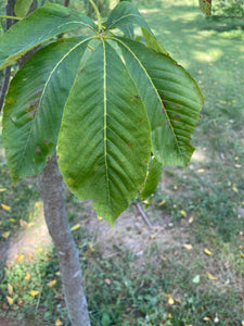 Yellow Buckeye (Aesculus flava)