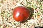 Load image into Gallery viewer, Yellow Buckeye (Aesculus flava)
