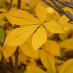 Load image into Gallery viewer, Bottlebrush Buckeye (Aesculus parviflora)
