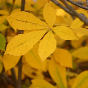 Bottlebrush Buckeye (Aesculus parviflora)