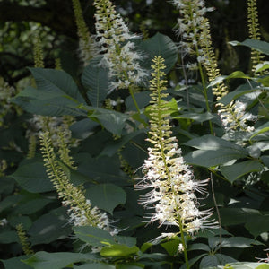 Bottlebrush Buckeye (Aesculus parviflora)