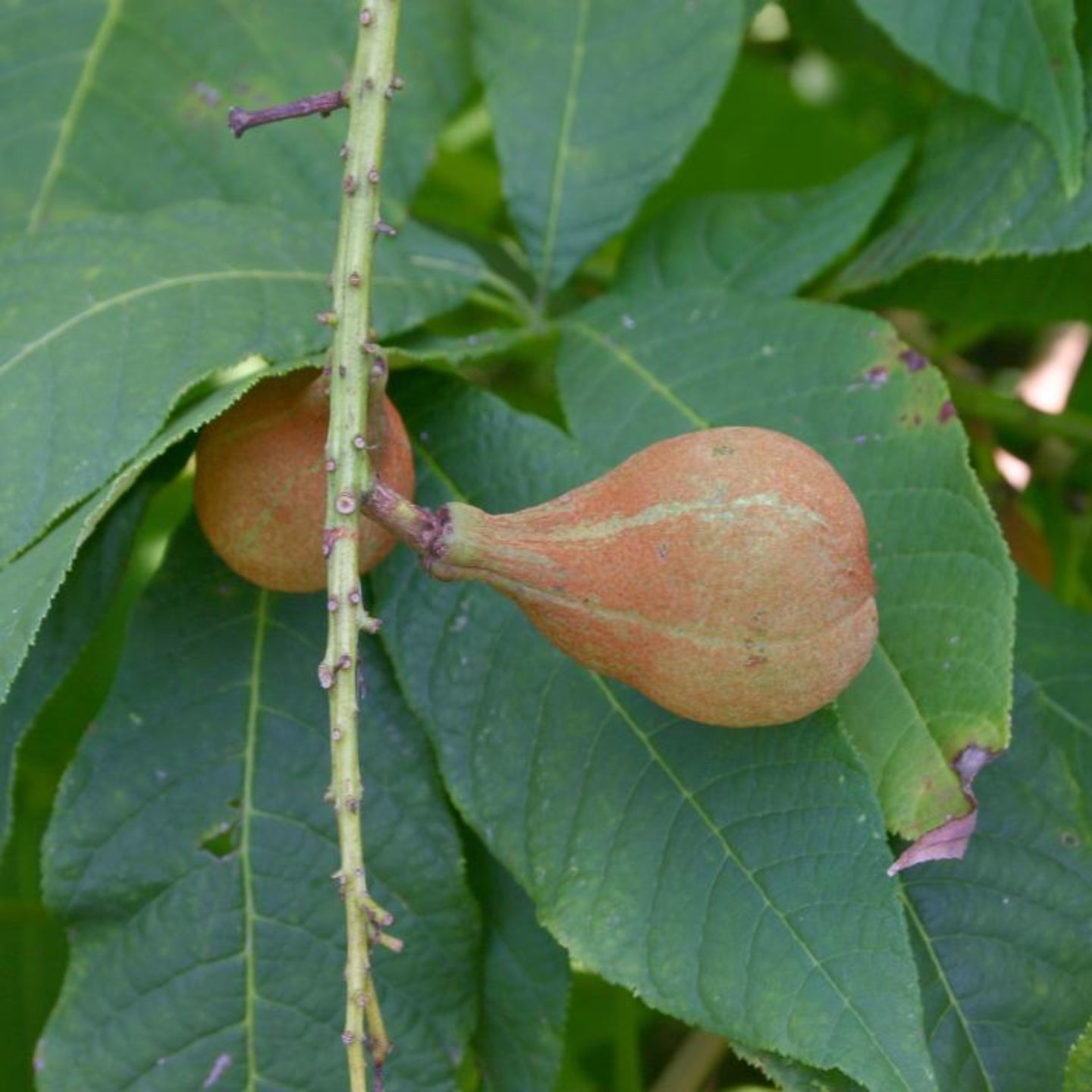 Bottlebrush Buckeye (Aesculus parviflora)