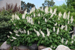Load image into Gallery viewer, Bottlebrush Buckeye (Aesculus parviflora)
