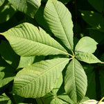 Load image into Gallery viewer, Bottlebrush Buckeye (Aesculus parviflora)
