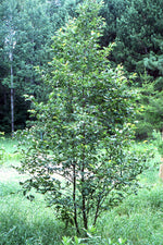 Load image into Gallery viewer, Speckled Alder (Alnus rugosa) 10 Gallon
