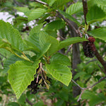 Load image into Gallery viewer, Speckled Alder (Alnus rugosa) 10 Gallon
