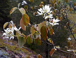 Load image into Gallery viewer, Roundleaf Serviceberry (Amelanchier sanguinea) 3 Gallon
