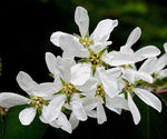 Load image into Gallery viewer, Roundleaf Serviceberry (Amelanchier sanguinea) 3 Gallon
