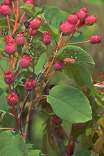 Load image into Gallery viewer, Roundleaf Serviceberry (Amelanchier sanguinea) 3 Gallon
