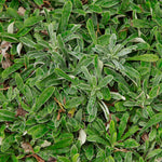 Load image into Gallery viewer, Prairie Pussytoes (Antennaria neglecta)
