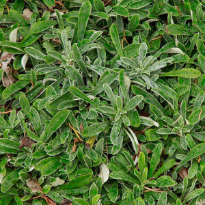 Prairie Pussytoes (Antennaria neglecta)
