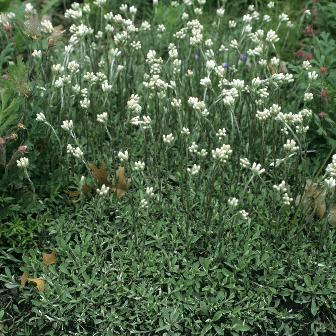 Prairie Pussytoes (Antennaria neglecta)