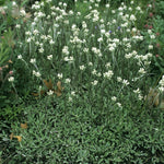 Load image into Gallery viewer, Prairie Pussytoes (Antennaria neglecta)
