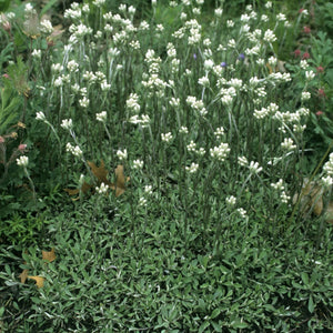 Prairie Pussytoes (Antennaria neglecta)