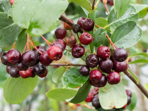 Black Chokeberry (Aronia melanocarpa)