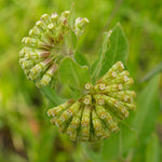 Load image into Gallery viewer, Short Green Milkweed (Asclepias viridiflora)
