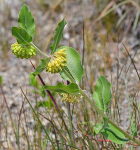 Short Green Milkweed (Asclepias viridiflora)