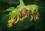 Load image into Gallery viewer, Kirsten Barry "After the Applause" Photography, 8" x 12"
