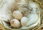 Load image into Gallery viewer, Kirsten Barry "Sneak Peek" Photography, 8" x 12"
