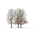 Load image into Gallery viewer, Kirsten Barry "Three Kings" Photography, 12" x 18"
