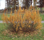 Load image into Gallery viewer, Dwarf Birch (Betula pumila)
