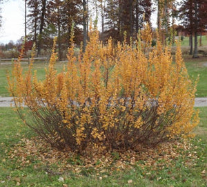 Dwarf Birch (Betula pumila)