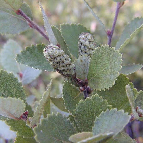 Dwarf Birch (Betula pumila)