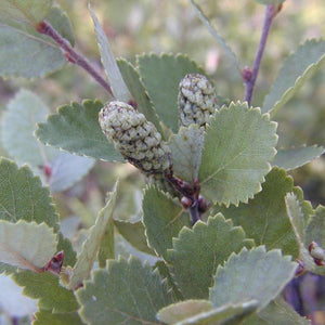 Dwarf Birch (Betula pumila)