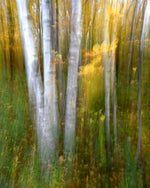Load image into Gallery viewer, Brad Schmitt "Gold and White" Photography, 30" X 40"
