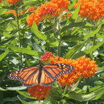 Load image into Gallery viewer, Sun Garden Kit: Pocket Prairie!
