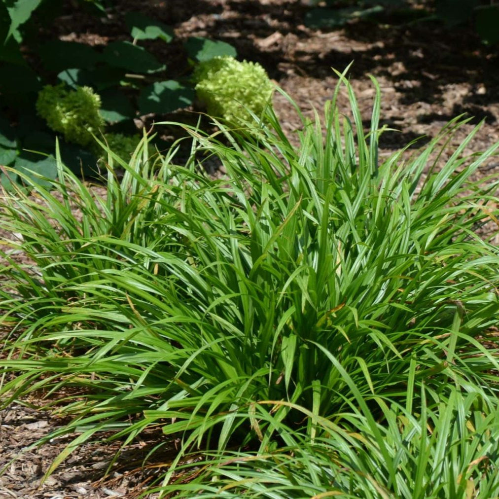 Common Wood Sedge (Carex blanda)