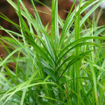 Load image into Gallery viewer, Palm Sedge (Carex muskingumensis)
