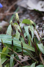 Load image into Gallery viewer, Plantain Wood Sedge (Carex plantaginea)

