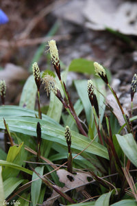 Plantain Wood Sedge (Carex plantaginea)