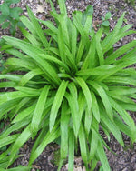 Load image into Gallery viewer, Plantain Wood Sedge (Carex plantaginea)
