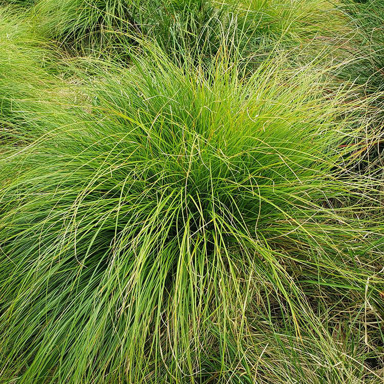 White-tinged Sedge (Carex albicans)