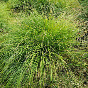 White-tinged Sedge (Carex albicans)