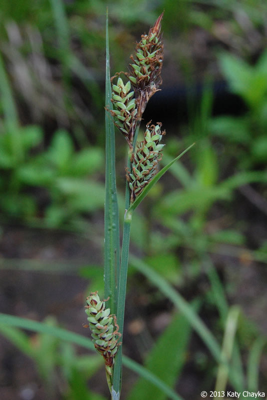 Buxbaum's Sedge (Carex buxbaumii)