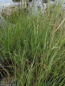Buxbaum's Sedge (Carex buxbaumii)