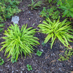 Load image into Gallery viewer, Plantain Wood Sedge (Carex plantaginea)
