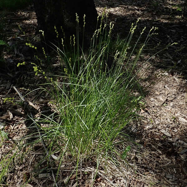 Narrow-leaved Oval Sedge (Carex tenera)