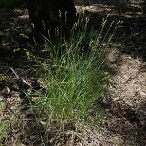 Narrow-leaved Oval Sedge (Carex tenera)